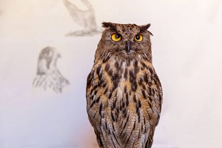 Owl is posing on the white background,Night owl birdの写真素材