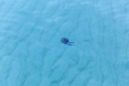 Purple jellyfish. Detailed photo of purple jellyfish swimming in the water against sandy sea bottom.