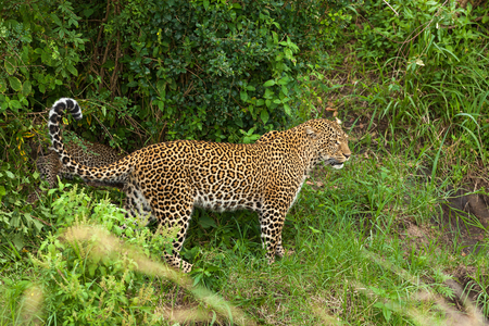 leopard at Masai Mara national park, animal, mara, leopard, reserve, cat, wild, masai, africaの写真素材