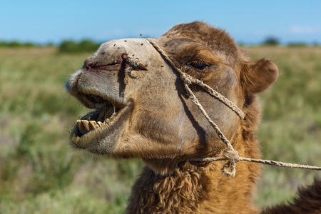 Muzzle of camel, a camel chews a grass.Sharp stick with a rope in the nose of camel, a camel farm is in Kazakhstanの写真素材