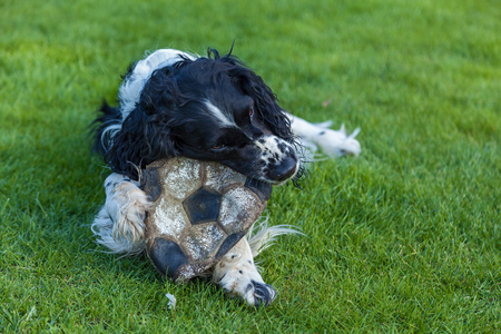 The dog of breed Cocker Spaniel gnaws a soccer ball on a green grass, black white Cocker Spanielの写真素材