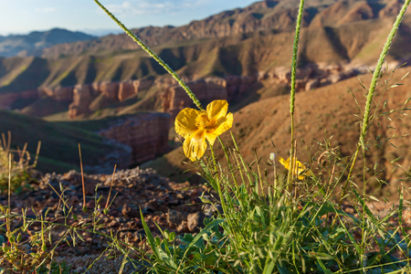 a yellow flower growing in the mountainsの写真素材