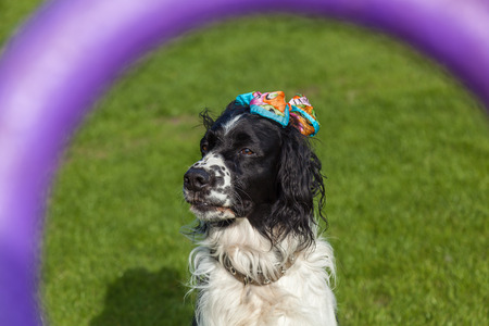 dog of breed Cocker Spaniel portrait,blackly white Cocker Spanielの写真素材