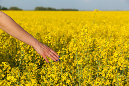 a girl touches the flowering yellow flowers of rape a handの写真素材