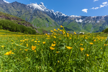 A glade with yellow flowers near the mountains with snowy peaks, Picturesque views along the way of the Georgian military roadの写真素材
