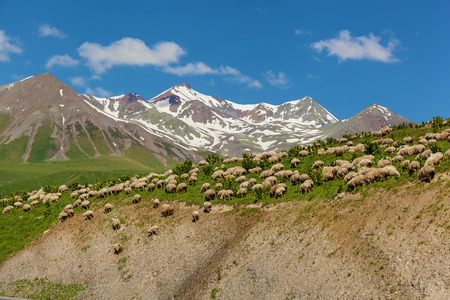 The herd of sheep grazes on green hills, Kazbegi and military Georgian road