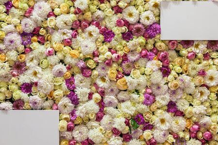 beautiful background of colorful roses and chrysanthemumsの写真素材