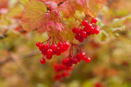 on a bush with yellow leaves red berries of a viburnum with raindrops. Autumn berries. Herbal plant