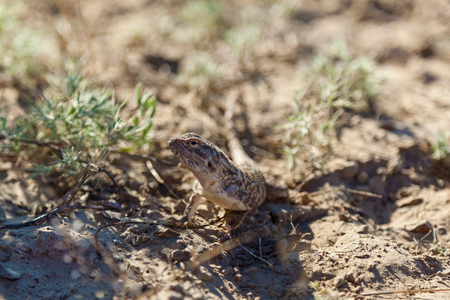 lizard living in the steppes of Kazakhstan Bearded Dragonの写真素材