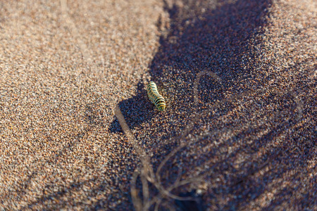 The caterpillar of the machaon crawls along the sandの写真素材