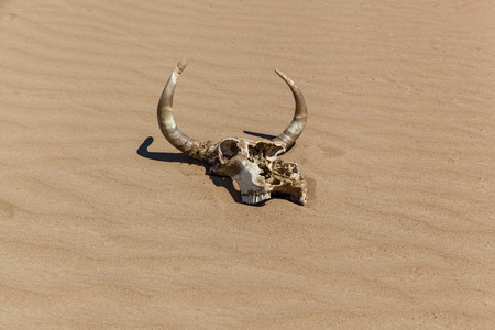 white skull with horns on the sand under the scorching sunの写真素材