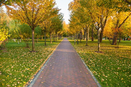 beautiful autumn park at sunny weather. a footpath in an autumn parkの写真素材