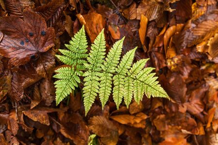 Green fern in the autumn forest among yellow fallen leaves, green leaf fern on yellow foliageの写真素材