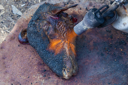 head and legs of the sheep are treated with fireの写真素材