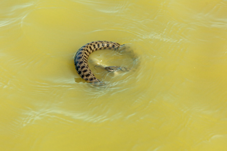 the snake eats fish. The snake hunts fish in the water, the snake catches the fish and wants to eat itの写真素材