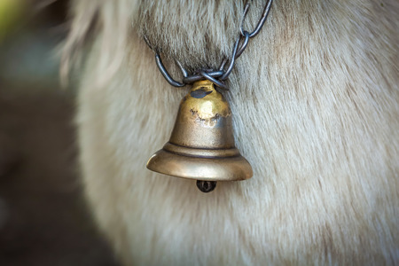 Bell on the neck of a white goat close-up.Bell-neck of a goatの写真素材