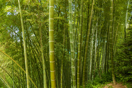 bamboo grove in a batany park, green bamboo.Bamboo forest .journey to Georgiaの写真素材