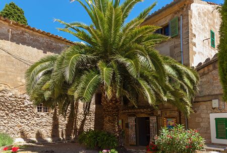Spain Palma de Mallorca June 23, 2016: green palm tree near the stone house of spain Palma de Mallorca,のeditorial素材