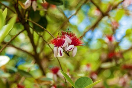 feijoa flowers and buds on feijoa treeの写真素材