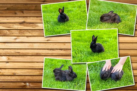 Collage Black rabbit, Rabbit sits on the lawn in green grass, Easter young black rabbitの写真素材
