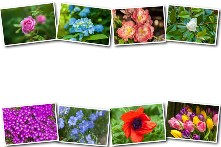 Collage on white background Flowers of different species from different seasons on a white...