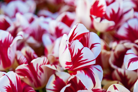Tulip. Colorful tulip flower in the garden.. colorful tulips. tulips in spring,colourful tulipの写真素材