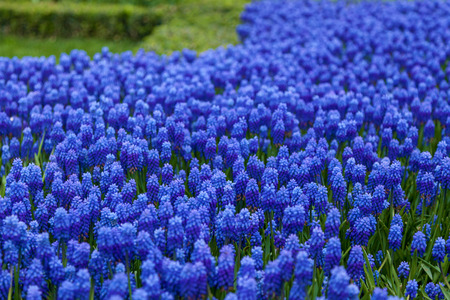 Purple hyacinth in the park of Istanbul. Beautiful violet hyacinth backgroundの写真素材