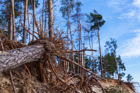 Roots are torn from the ground of a dead, dry fallen tree treeの写真素材