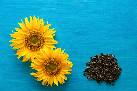 Sunflower flower and sunflower seeds on a wooden blue backgroundの写真素材
