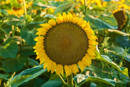 Field of flowering sunflowers, farmers grow sunflowers for cooking oilの写真素材