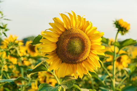 Field of flowering sunflowers, farmers grow sunflowers for cooking oilの写真素材