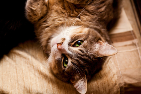 Big and fat cat with green eyes lying on the couchの写真素材