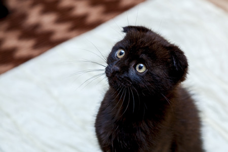 Black kitten with a funny little face sitting on the bedの写真素材
