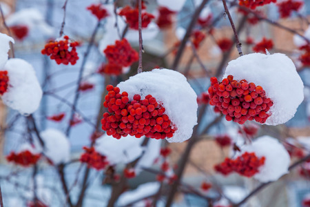 Red bunches of rowan weigh on a branch covered with the first snow.の写真素材