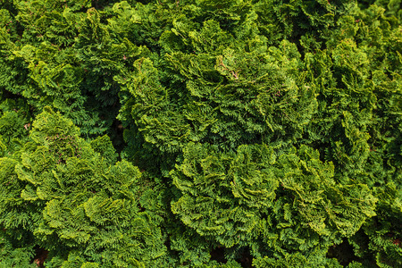 Background and texture of green branches of thuja.の写真素材