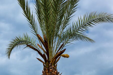 Green leaves of Sabal minor against the blue cloudy sky