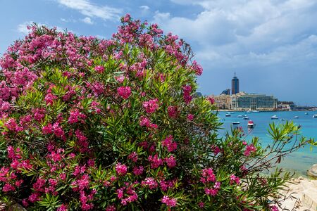 View on the shore of the city with modern buildings with a big pink blooming tree in the foreground, Malta.の写真素材
