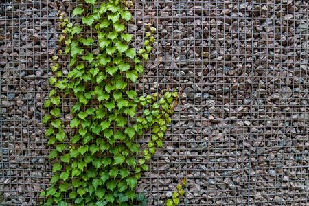 The texture of a wall with small stones and climbing plant with dark green leaves.の写真素材