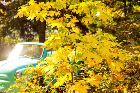 A beautiful zone for photos with yellow leaves on the branches of trees and a green car on an autumn sunny day.の写真素材