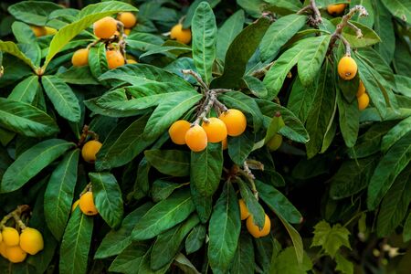 A beautiful background of a big kumquat tree with orange fruits and green leaves.
