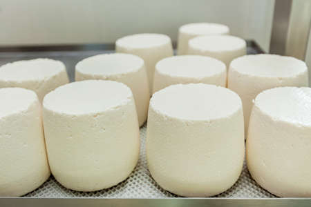The cheese heads are dried on racks in the cheese dairy. Workshop for the production of cheese on an eco-farm.の写真素材