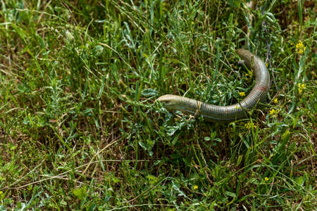 The lizard Ophisaurus apodus, a legless lizard. The yellow slider has no legs, although it is a lizard.の写真素材