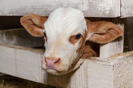 A corral for cows in an eco-farm. Eco farm for the production of dairy products milk, cheese, cottage cheese, sour cream and butter. Stall for cows in an eco farmの写真素材