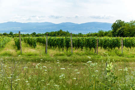Young bushes of grapes in the Kakheti wine region, Alazani Valley. Georgia.vineyards in the Alazani Valleyの写真素材