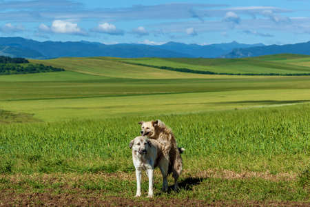 Mating of a purebred and stray dog in nature
