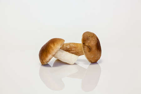 Forest white mushroom on a white background. Autumn is the time to collect forest mushrooms. Fresh mushrooms on the tableの写真素材