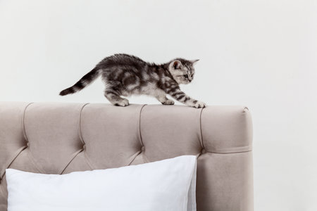 Small tabby Scottish Fold kitten walks on the headboardの写真素材