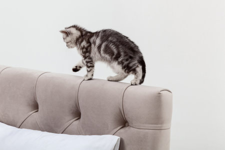 Small tabby Scottish Fold kitten walks on the headboardの写真素材