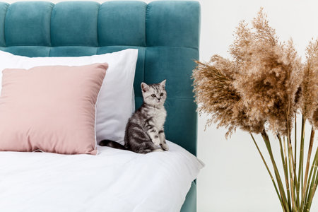 Small tabby Scottish Fold kitten on the bedの写真素材