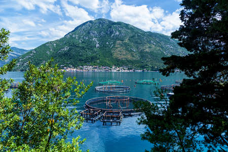 Farms for the cultivation of oysters, mussels on the coast of the Boko-Kotorsky Bay Montenegro.